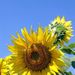 20070812_yamanashitrip_0051